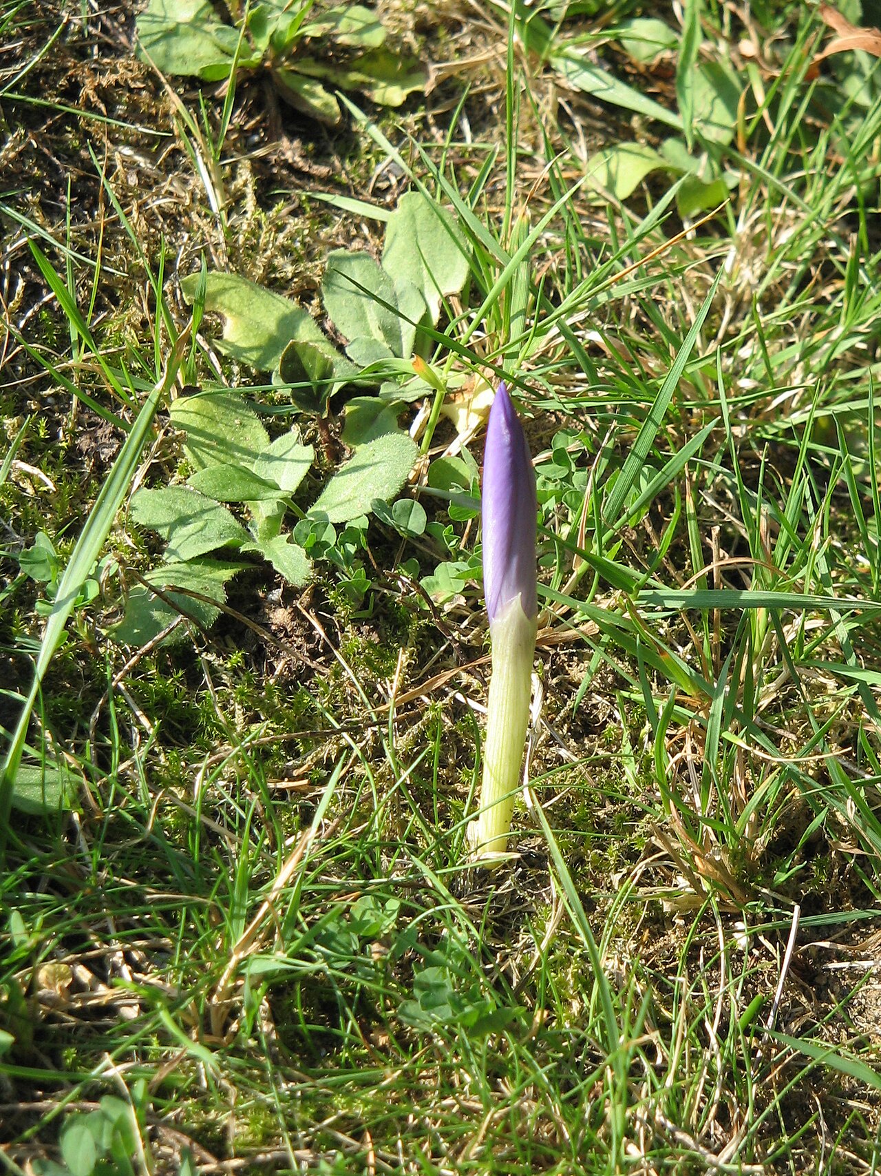 Crocus nudiflorus: Crocus nudiflorus - opening bud