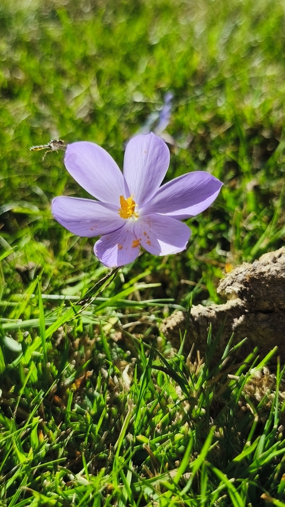 Crocus nudiflorus (Crocus nudiflorus)