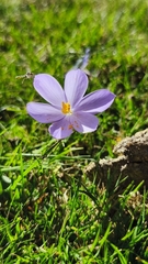 Crocus nudiflorus (Crocus nudiflorus)