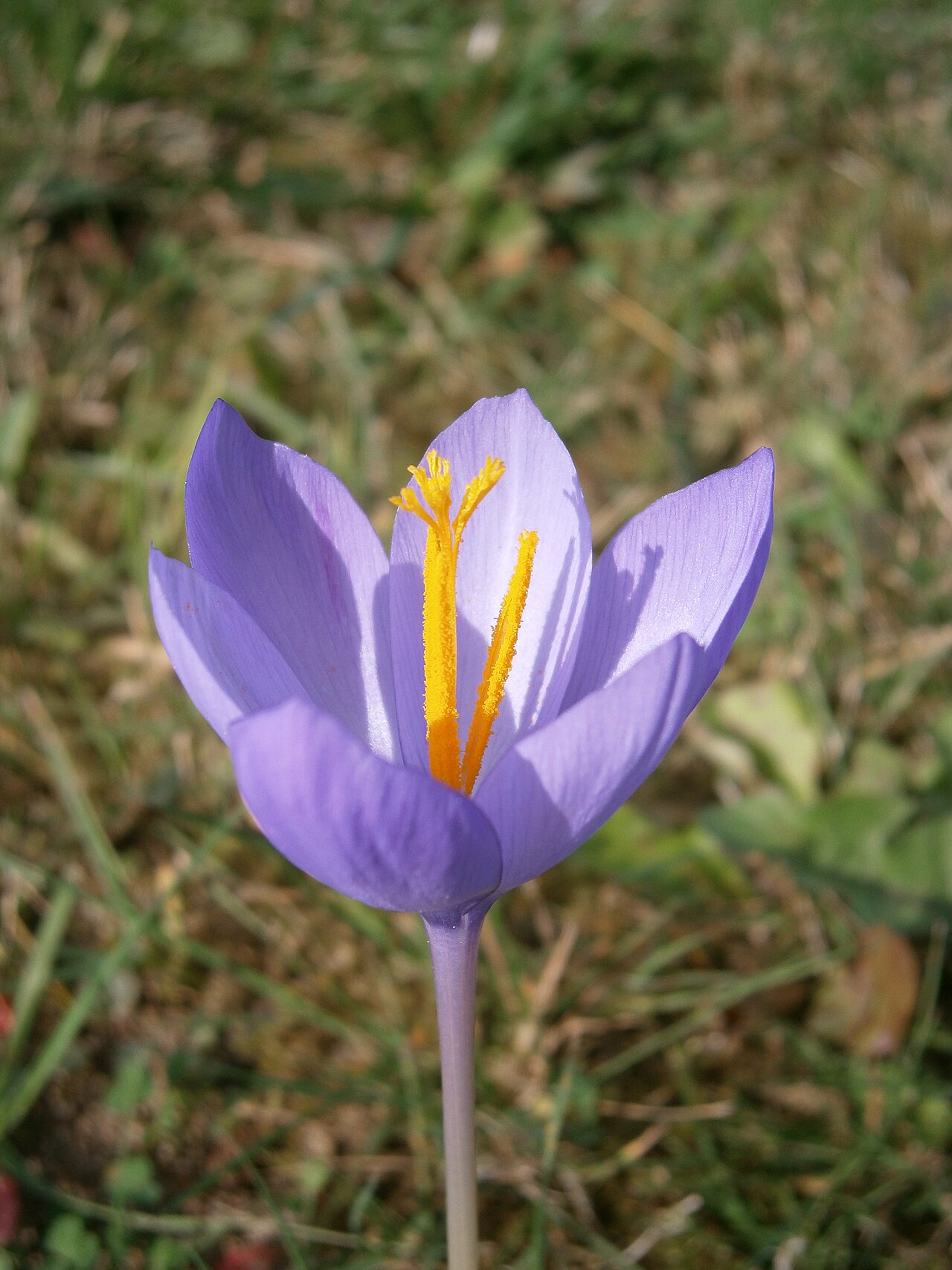 Crocus nudiflorus: Crocus nudiflorus close-up