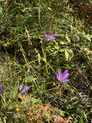 Crocus nudiflorus (Crocus nudiflorus)