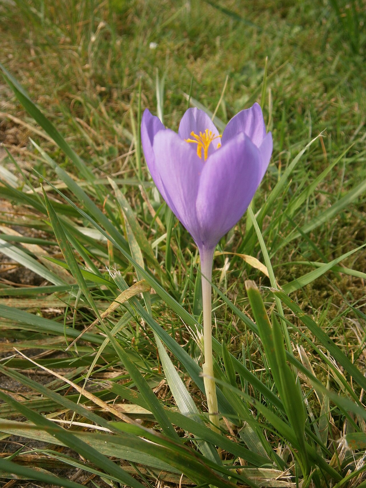 Crocus nudiflorus: Crocus nudiflorus