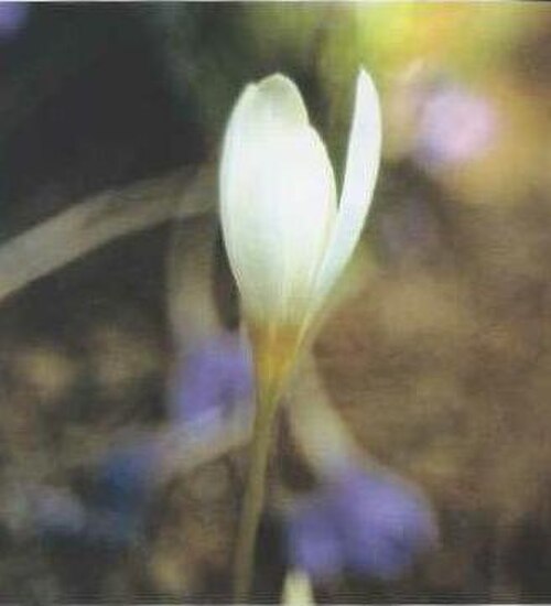 Crocus ochroleucus: Gros plan d'une fleur de Crocus ochroleucus