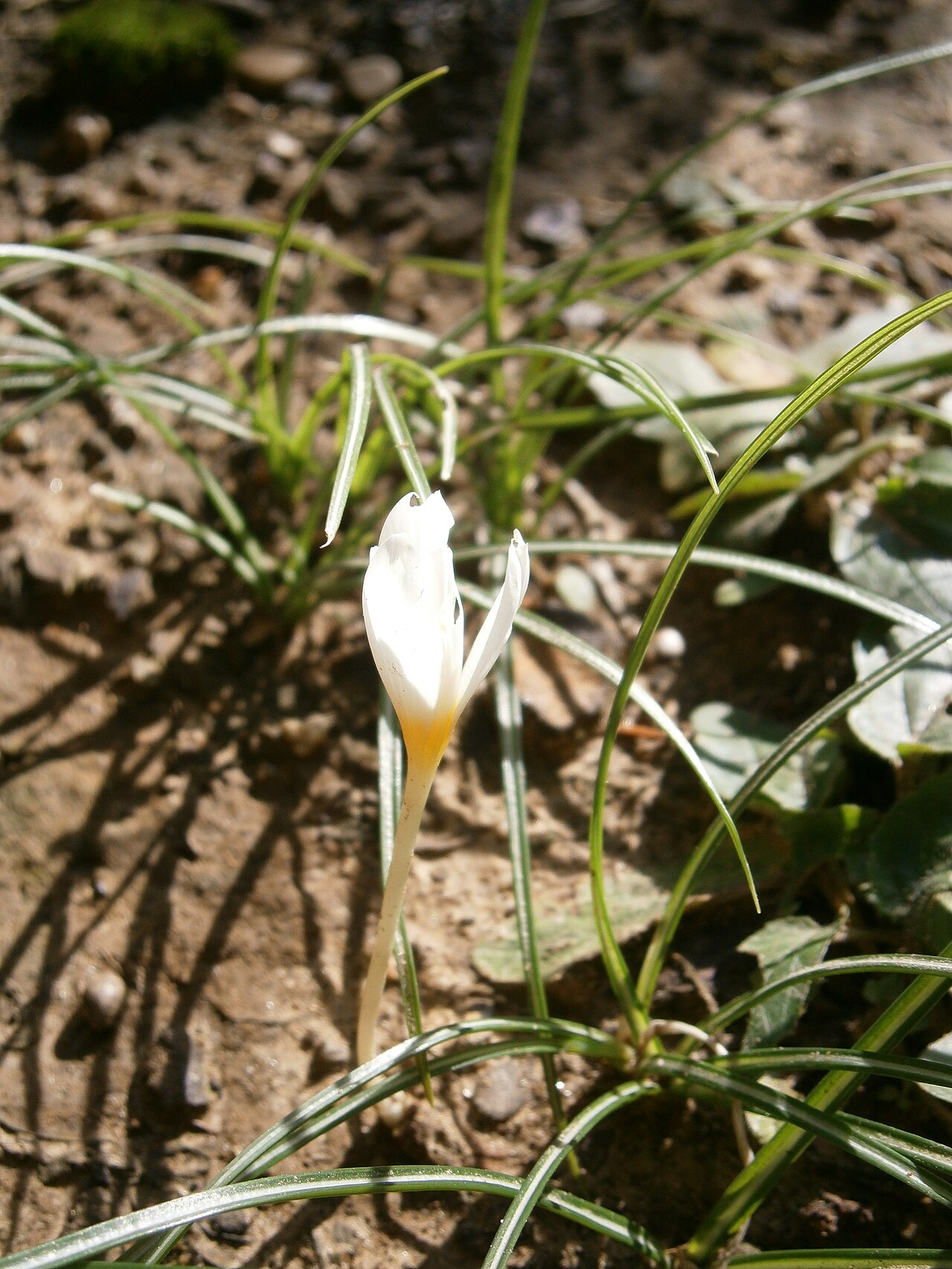 Crocus ochroleucus: Crocus ochroleucus