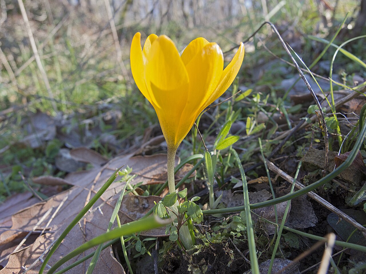 Crocus olivieri: Crocus olivieri in Bulgaria