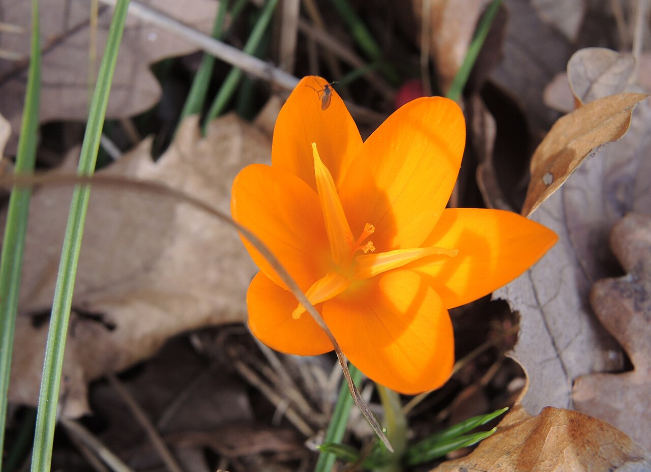Crocus olivieri: Crocus olivieri in Bulgaria
