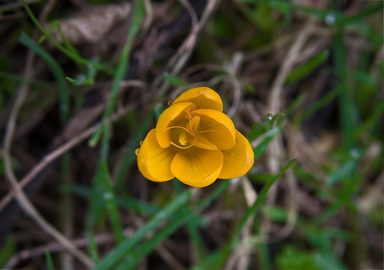 Crocus olivieri: Crocus olivieri was named after botanist Guillaume Olivier, who collected it on an Aegean island. The Olivier Crocus occurs in Macedonia, Southeast Romania, Sou