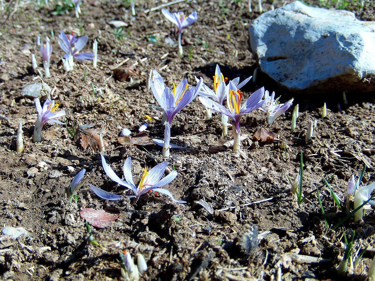 Crocus oreocreticus: This is a photograph of a Natura 2000 protected area with ID