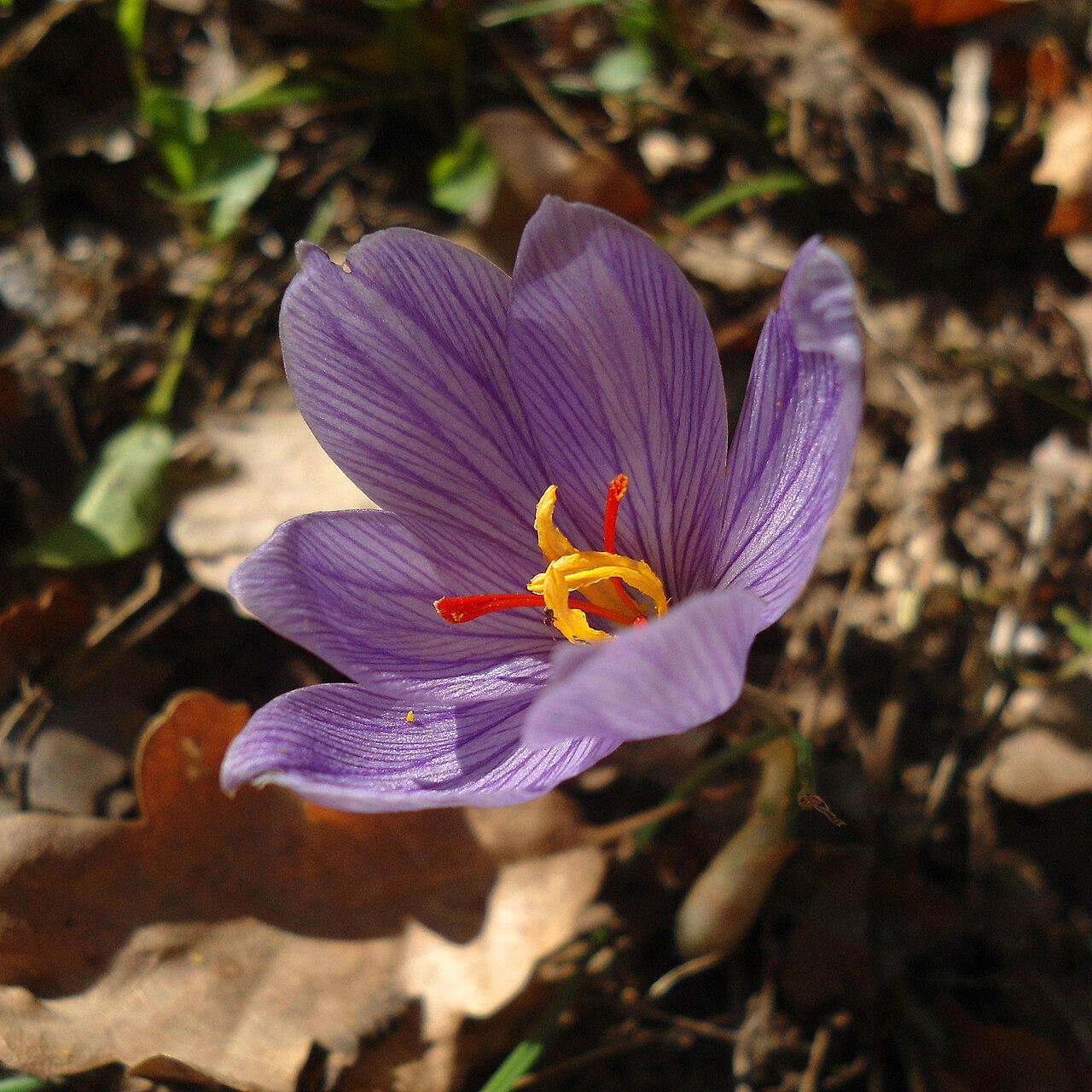 Crocus pallasii: Species of small autumn-flowering crocus, growing over dry meadows on the edges of hillside woodlands.
