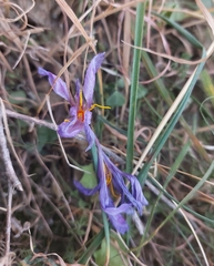Crocus pallasii (Crocus pallasii)