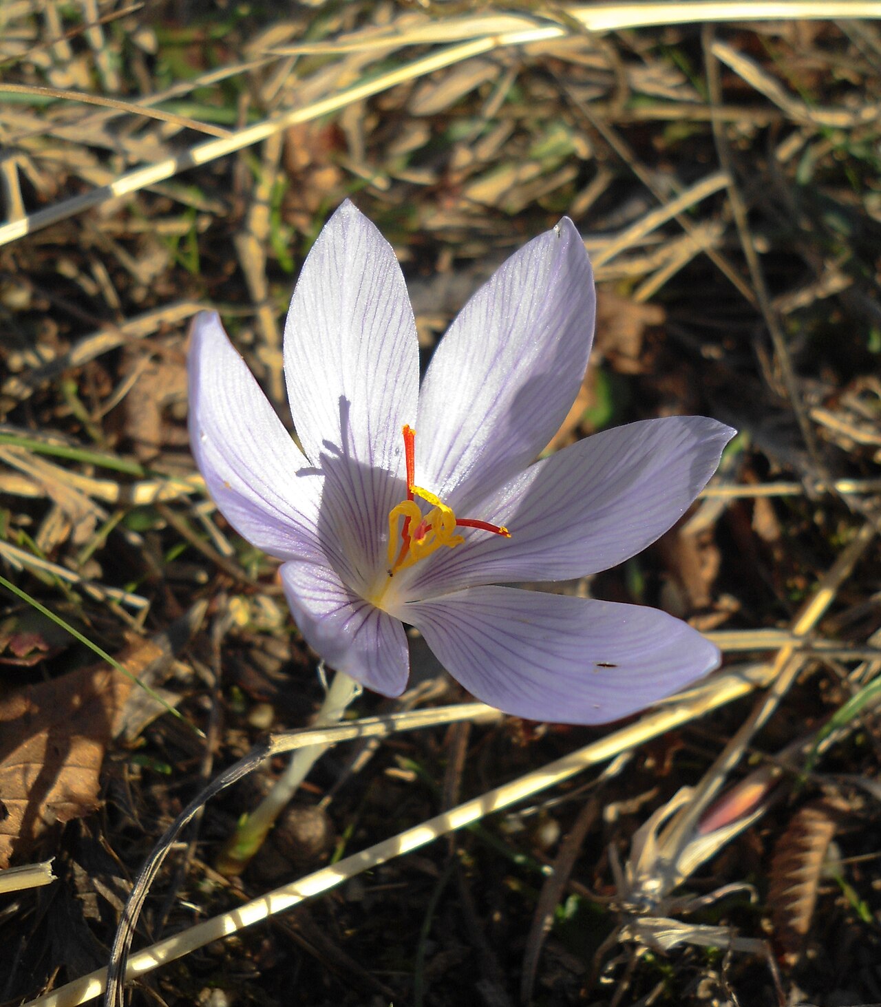 Crocus pallasii: Crocus pallasii - autumn-flowering Crocus species, which can be found (forming sparse populations) over the dry hillsides in Eastern Bulgaria.