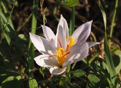 Crocus pallasii (Crocus pallasii)