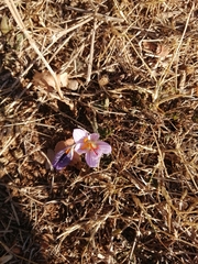 Crocus pallasii (Crocus pallasii)