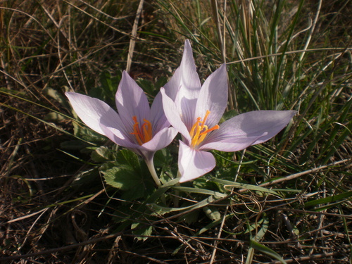 Crocus pallasii (Crocus pallasii)