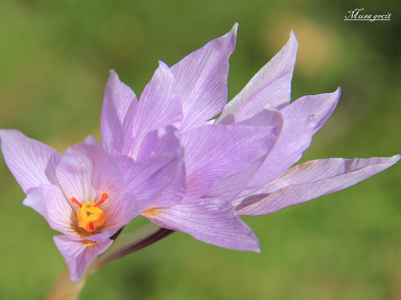 Crocus pallasii: Yer: Mardin Crocus pallasii ssp. turcicus