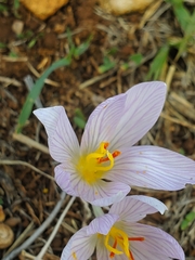 Crocus pallasii (Crocus pallasii)