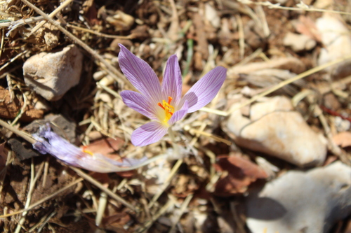 Crocus pallasii (Crocus pallasii)