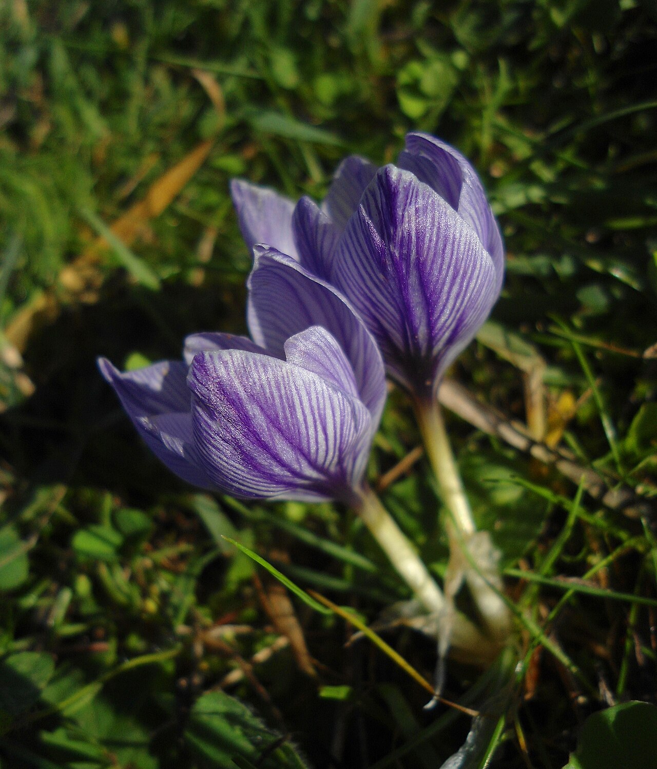 Crocus pallasii: Цветчета на паласов минзухар, показващи тъмновиолетово жилкуване и закръглени, припокриващи се венчелистчета. Последното може би се дължи на оттеглянето на слън