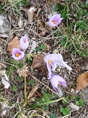 Crocus pallasii (Crocus pallasii)