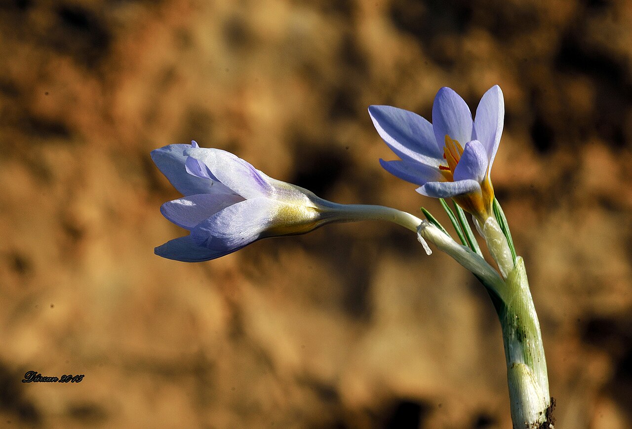 Crocus pallasii: Crocus pallasii Memikan/Stewr-Mêrdîn- Kurdistan