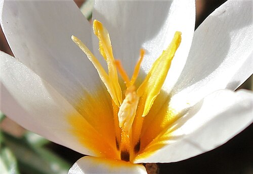 Crocus pestalozzae: Crocus pestalozzae filaments