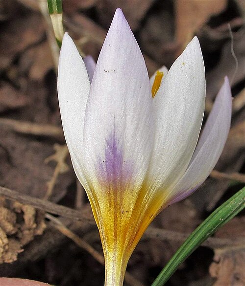 Crocus pestalozzae: Crocus pestalozzae tunic