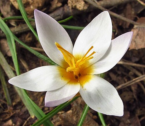 Crocus pestalozzae: Crocus pestalozzae flower