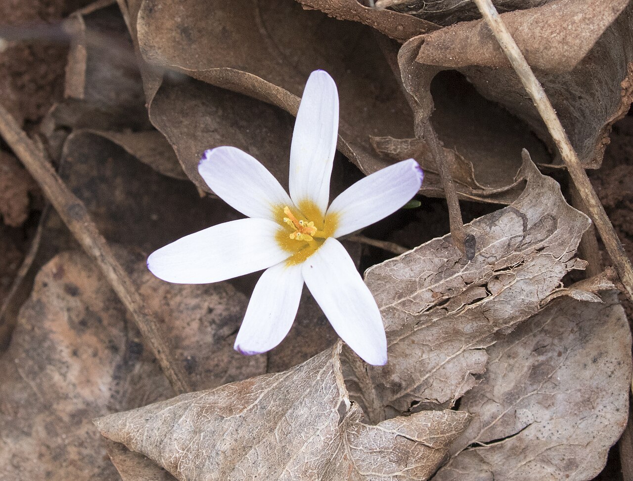 Crocus pseudonubigena: Siirt crocus ( Crocus pseudonubigena ), endemic species. Yeşilce - Şehitkamil, Gaziantep - Turkey.