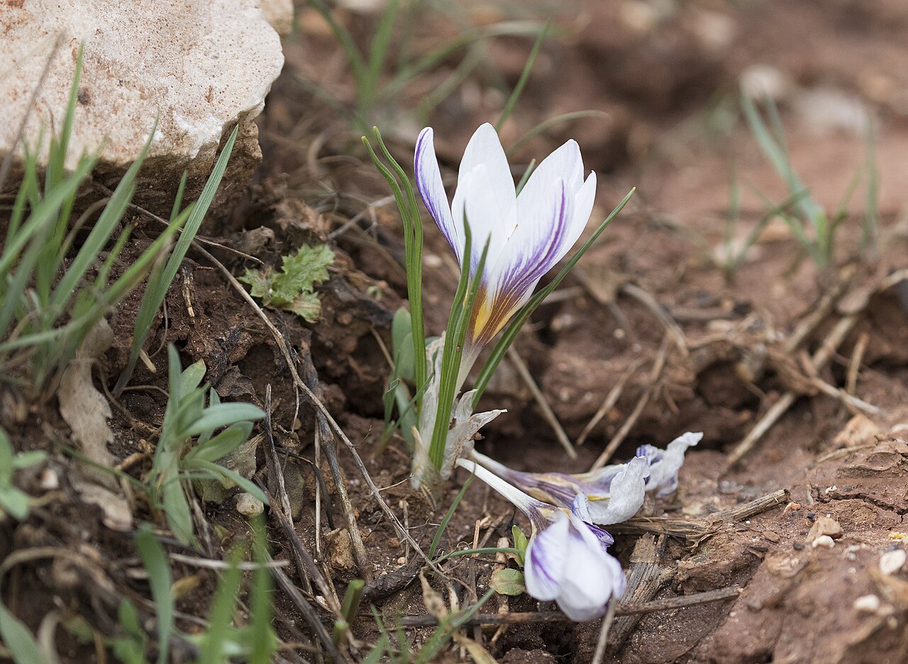 Crocus pseudonubigena: Siirt crocus ( Crocus pseudonubigena ), endemic species. Yeşilce - Şehitkamil, Gaziantep - Turkey.