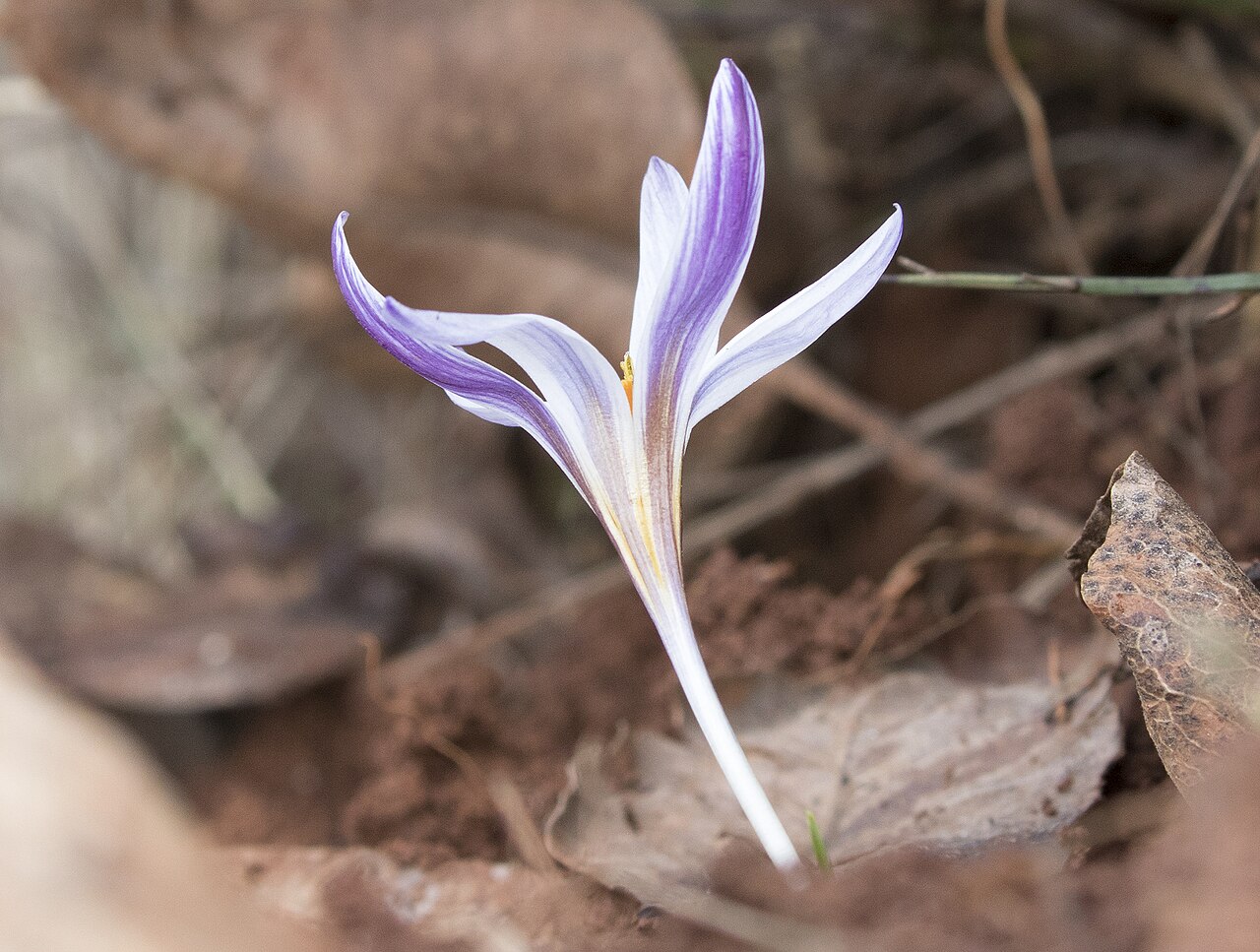 Crocus pseudonubigena: Siirt crocus ( Crocus pseudonubigena ), endemic species. Yeşilce - Şehitkamil, Gaziantep - Turkey.