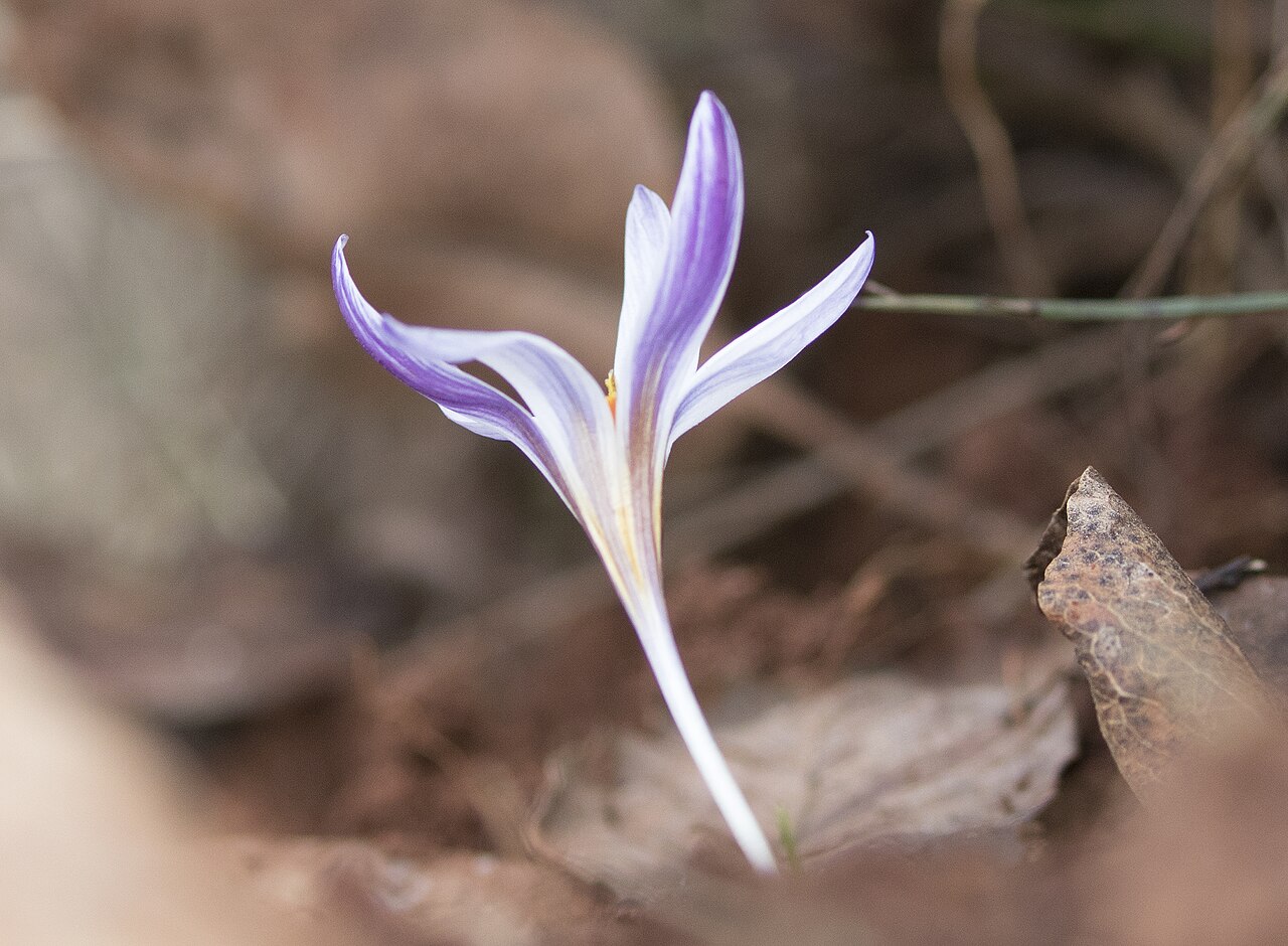 Crocus pseudonubigena: Siirt crocus ( Crocus pseudonubigena ), endemic species. Yeşilce - Şehitkamil, Gaziantep - Turkey.