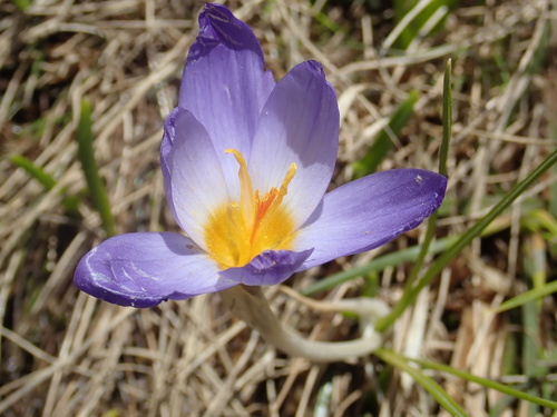 Crocus pulchricolor (Crocus pulchricolor)