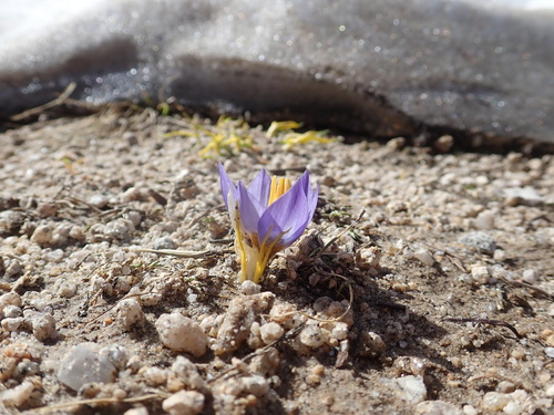Crocus pulchricolor (Crocus pulchricolor)