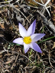 Crocus randjeloviciorum (Crocus randjeloviciorum)