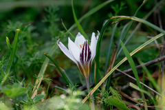 Crocus rhodensis (Crocus rhodensis)