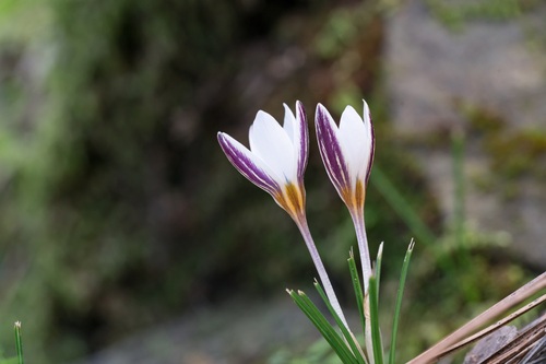Crocus rhodensis (Crocus rhodensis)