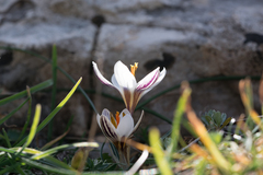Crocus rhodensis (Crocus rhodensis)