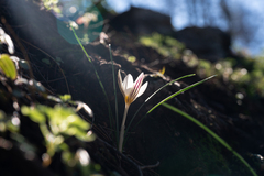 Crocus rhodensis (Crocus rhodensis)