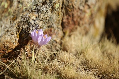 Crocus salzmannii (Crocus salzmannii)