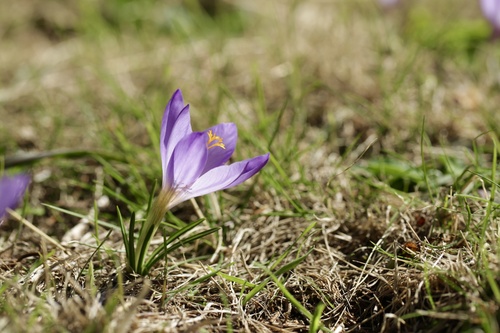 Crocus salzmannii (Crocus salzmannii)