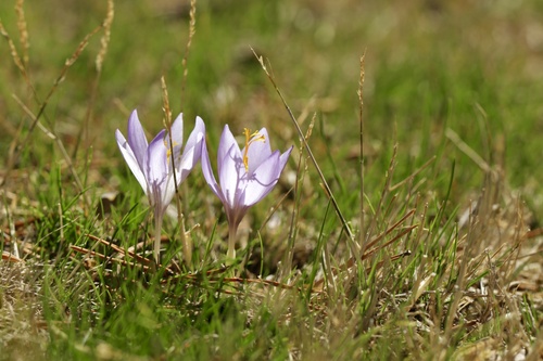 Crocus salzmannii (Crocus salzmannii)