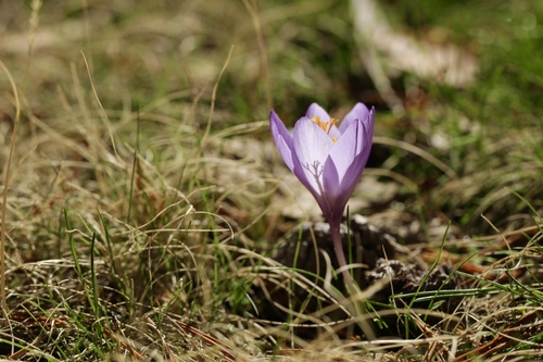Crocus salzmannii (Crocus salzmannii)