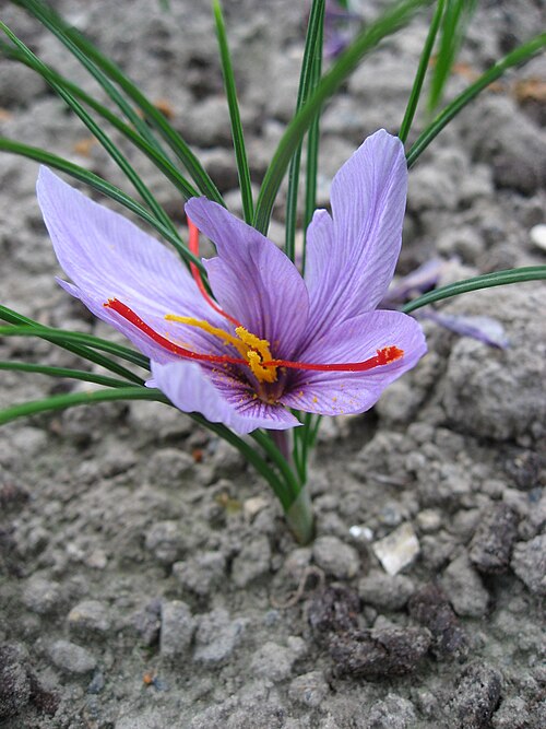 Autumn crocus: Crocus sativus in Conservatoire National des Plantes à Parfum Map: 48° 23' 49" N 2° 28' 45" E