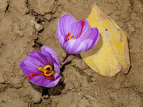 Autumn crocus: Crocus sativus, Aybak, Afghanistan, 2016-11-01 (iNaturalist).