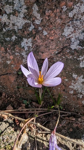 Autumn crocus (Crocus sativus)