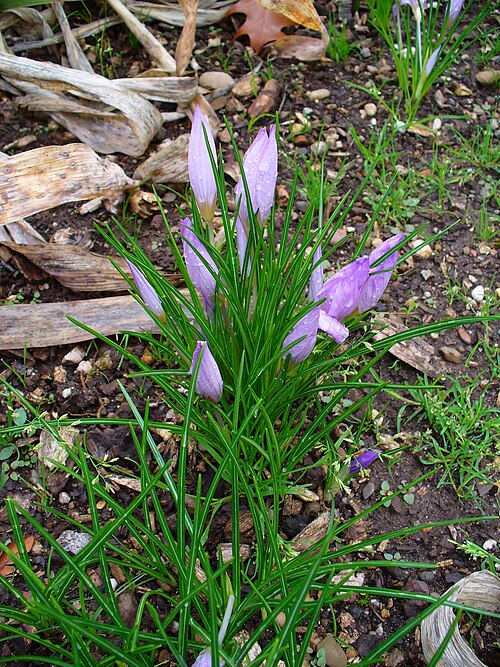Autumn crocus: Crocus sativus , Iridaceae, Saffron Crocus, habitus; Botanical Garden KIT, Karlsruhe, Germany. The dried carpel (the spice saffron) is used in homeopathy as rem
