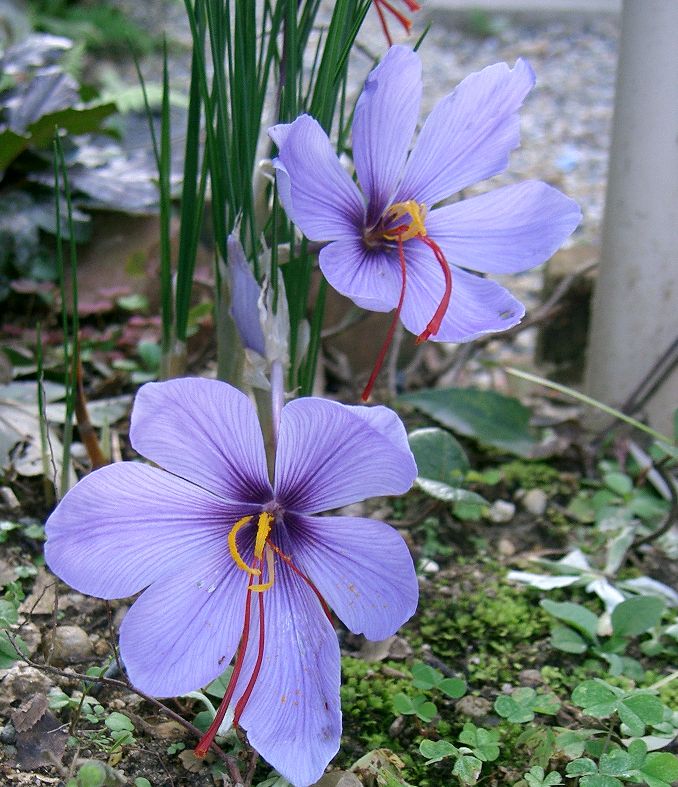 Autumn crocus: Crocus sativus , taken in Osaka-fu, Japan