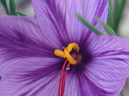 Autumn crocus: گل زعفران