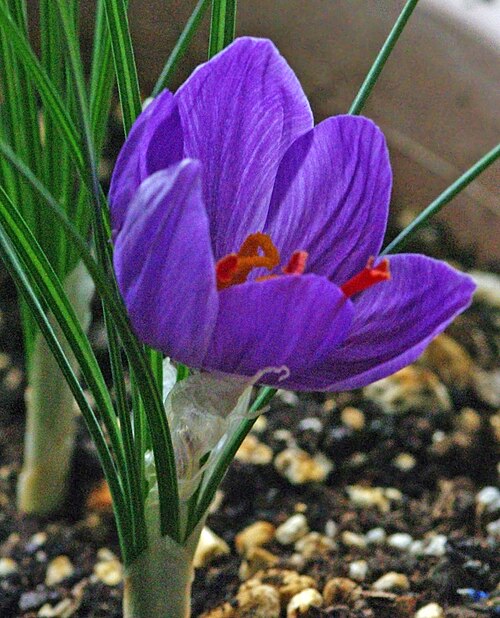 Autumn crocus: Flower of saffron crocus (Crocus sativus). Adana, Turkey.