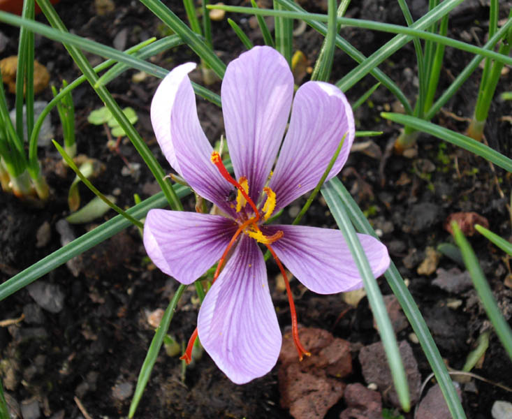Autumn crocus: Crocus sativus